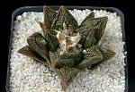 Ariocarpus fissuratus v. Hintonii D. 6 € 68.00